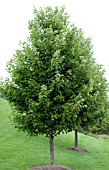 ACER RUBRUM