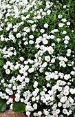 ACHILLEA GYPSY WHITE