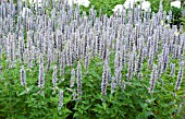 AGASTACHE FOENICULUM