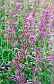 AGASTACHE HYBRID HEATWAVE