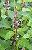 AGASTACHE HYBRIDA ASTELLO INDIGO