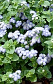 AGERATUM HOUSTONIANUM PATINA DELFT