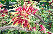 AMARANTHUS TRICOLOR