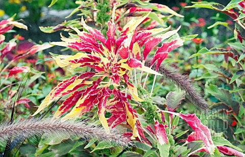 AMARANTHUS_TRICOLOR