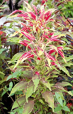 AMARANTHUS_TRICOLOR