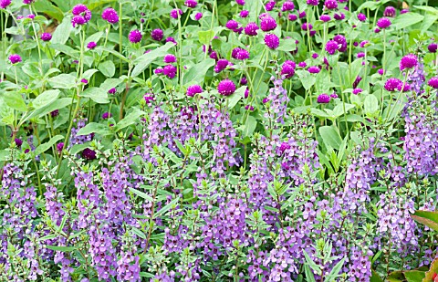 ANGELONIA_AND_GOMPHRENA