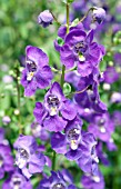 ANGELONIA ANGELFACE BLUE