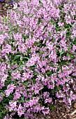 ANGELONIA ANGELMIST SPREADING PINK