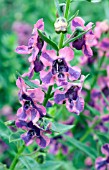 ANGELONIA ANGUSTIFOLIA ZEBRA