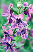 ANGELONIA ANGUSTIFOLIA ZEBRA