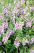 ANGELONIA ARCHANGEL PINK