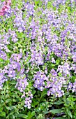 ANGELONIA ARCHANGEL PURPLE