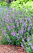 ANGELONIA SERENA BLUE