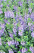 ANGELONIA SERENA BLUE