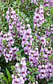 ANGELONIA SERENA LAVENDER