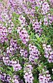 ANGELONIA SERENA LAVENDER