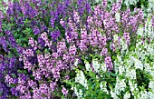 ANGELONIA SERENA MIX