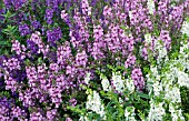 ANGELONIA SERENA MIX