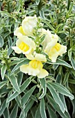 ANTIRRHINUM HYBRID SNAP DADDY YELLOW