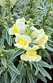 ANTIRRHINUM HYBRID SNAP DADDY YELLOW