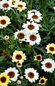 ARGYRANTHEMUM REFLECTIONS YELLOW CREAM