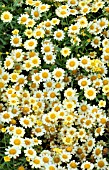 ARGYRANTHEMUM SASSY COMPACT YELLOW