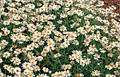 ARGYRANTHEMUM SASSY WHITE RED