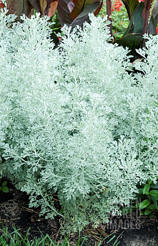 ARTEMISIA_PARFUM_DETHIOPIA