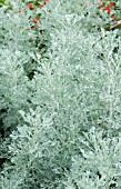 ARTEMISIA PARFUM DETHIOPIA