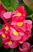 BEGONIA BIG RED GREEN LEAF