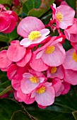 BEGONIA BIG ROSE BRONZE LEAF