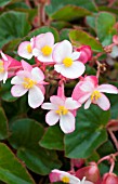 BEGONIA BRAVEHEART ROSE BICOLOR