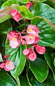 BEGONIA DRAGON WING PINK