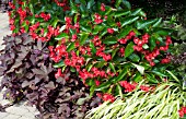 BEGONIA DRAGON WING RED AND IPOMOEA