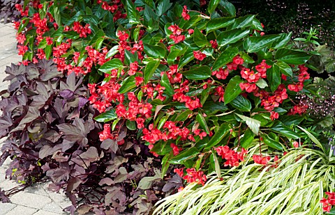BEGONIA_DRAGON_WING_RED_AND_IPOMOEA