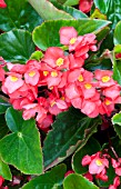 BEGONIA DRAGON WING RED