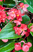 BEGONIA DRAGON WING RED