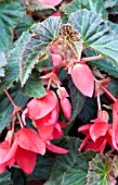 BEGONIA BOLIVIENSIS MILLION KISSES AMOUR