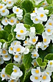 BEGONIA SPRINT WHITE