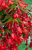 BEGONIA WATERFALL ENCANTO