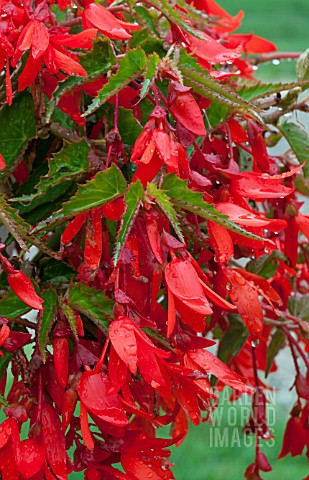 BEGONIA_WATERFALL_ENCANTO