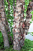 BETULA NIGRA HERITAGE BARK DETAIL