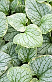 BRUNNERA MACROPHYLLA KINGS RANSOM