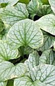 BRUNNERA MACROPHYLLA KINGS RANSOM