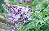 BUDDLEIA BUTTERFLY HEAVEN