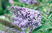 BUDDLEIA BUTTERFLY HEAVEN