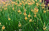 BULBINE FRUTESCENS