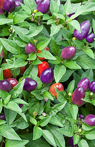 CAPSICUM_ANNUUM_HOT_LOCO_PEPPER