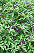 CAPSICUM ANNUUM HOT LOCO PEPPER