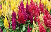 CELOSIA ARGENTEA CENTURY MIX